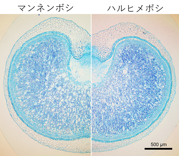 マンネンボシとハルヒメボシの断面