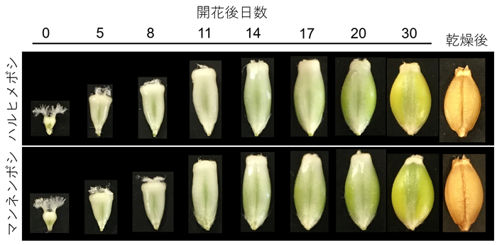 ハルヒメボシとマンネンボシの開花後日数