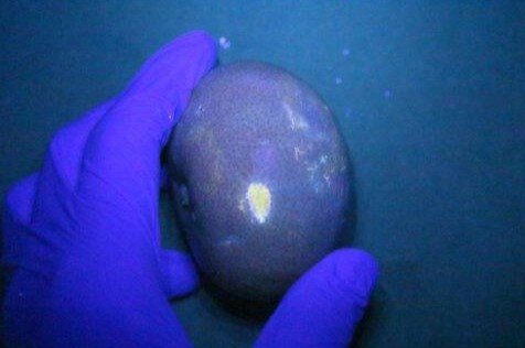 カンキツ表皮が発光して傷が強調されている様子