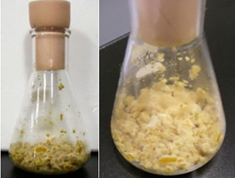 ミカン果皮上で生育する麹菌