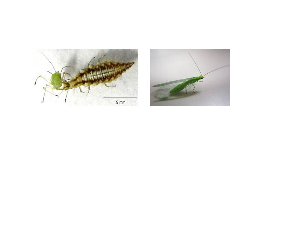 クサカゲロウの幼虫と成虫