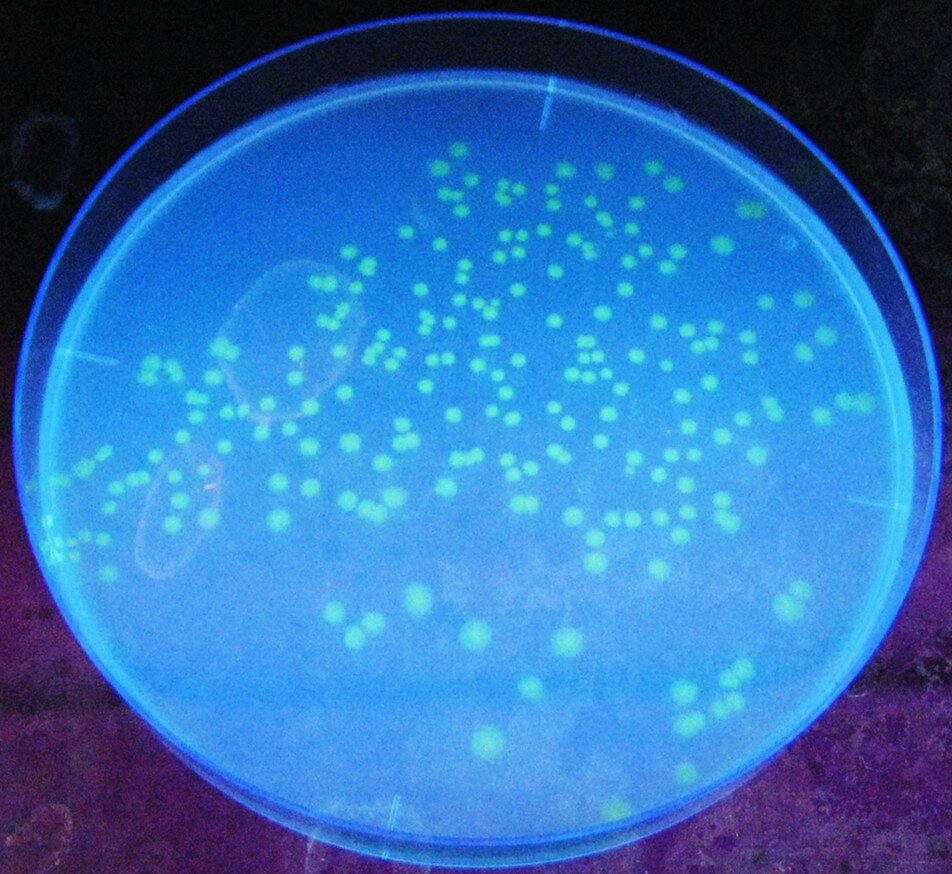 緑色蛍光タンパク質を作る遺伝子組換え大腸菌