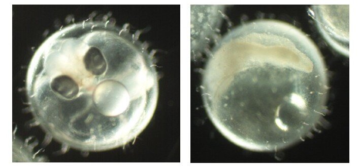 化学物質によるヒメダカ胚の発生異常 （左：対照群、右：投与群）