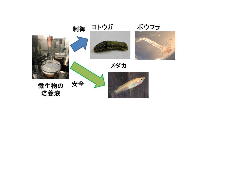 自然に優しい生物農薬の開発