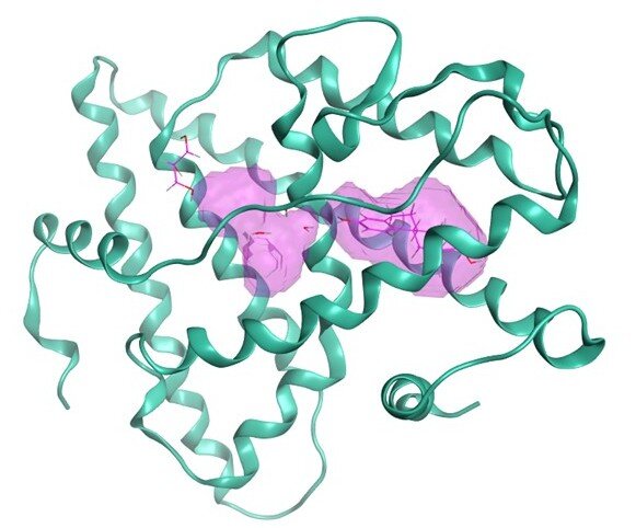 繁殖阻害への関与が指摘されるメダカ 女性ホルモン受容体αの タンパク質立体構造モデル