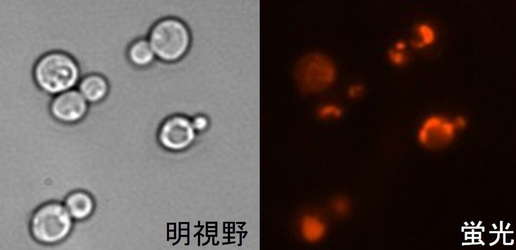 赤色蛍光タンパク質を作る遺伝子組換え酵母