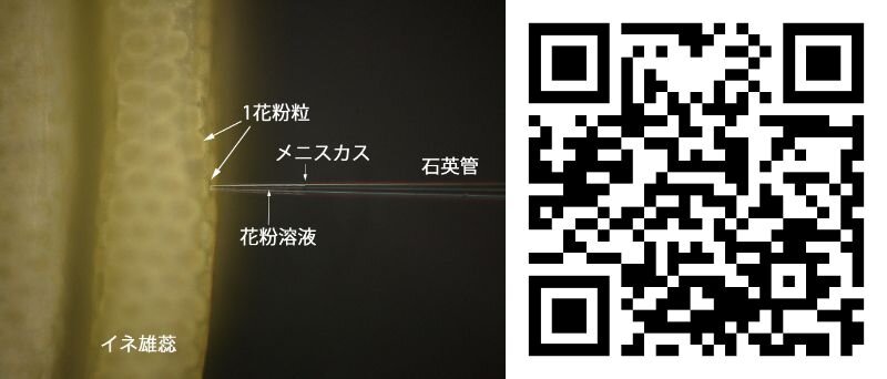 イネ１花粉粒を対象にしたオンサイト細胞計測（左）研究室HPはこちらから（右）