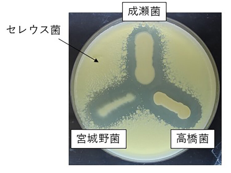 納豆菌が病原細菌の増殖を阻害する様子