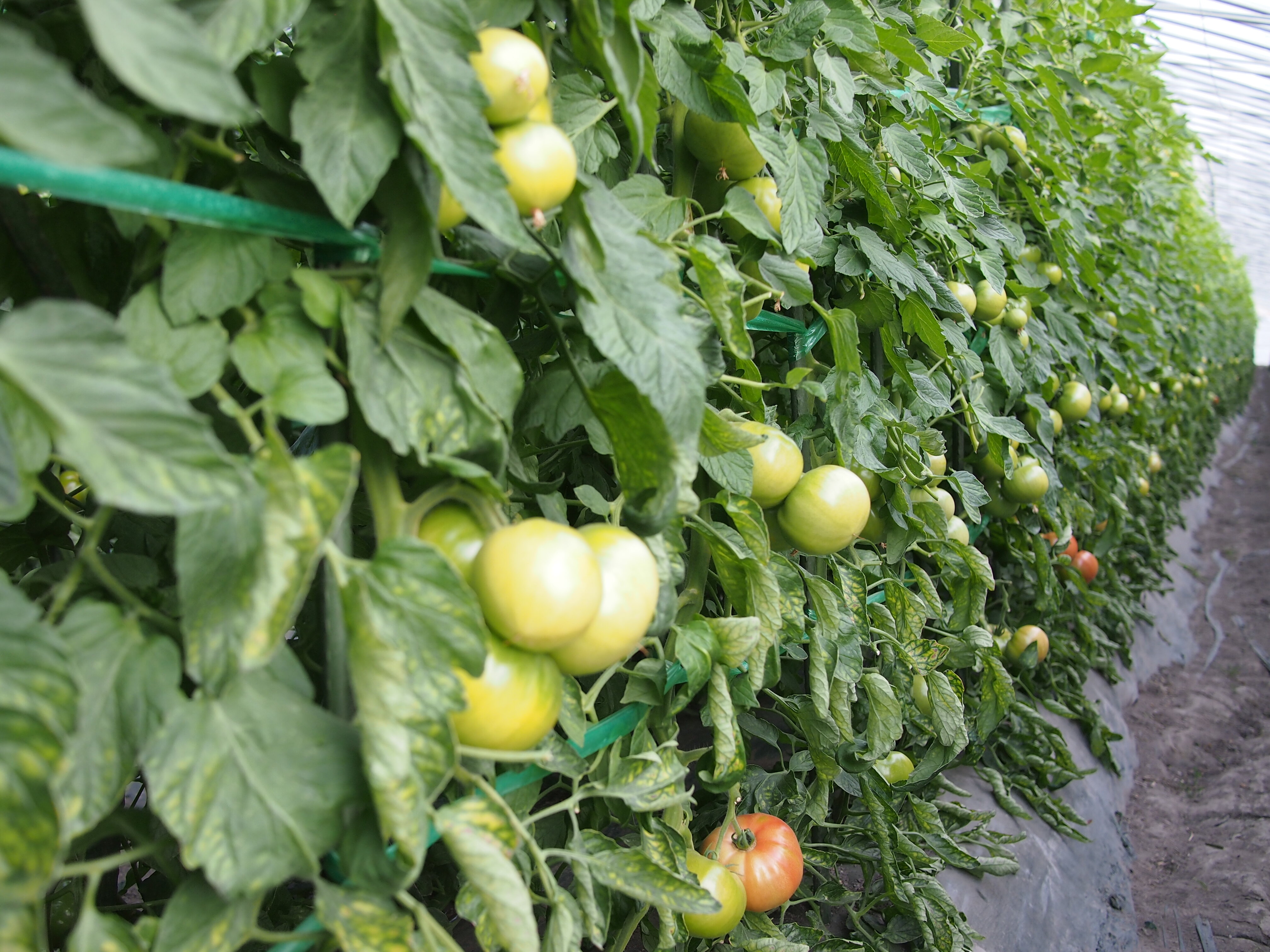 花粉媒介昆虫を使用する施設栽培トマト