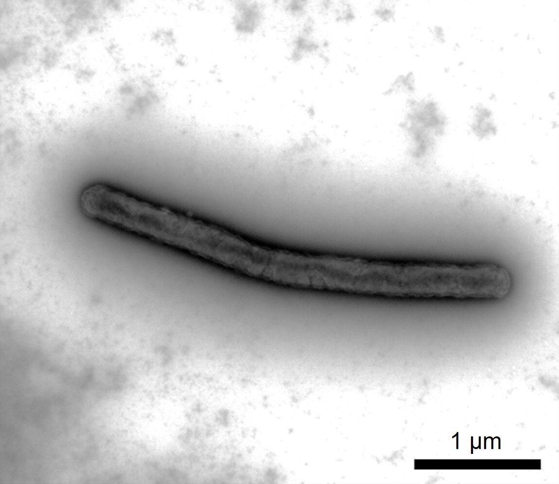 分離した地球浄化微生物（重金属濃縮微生物）