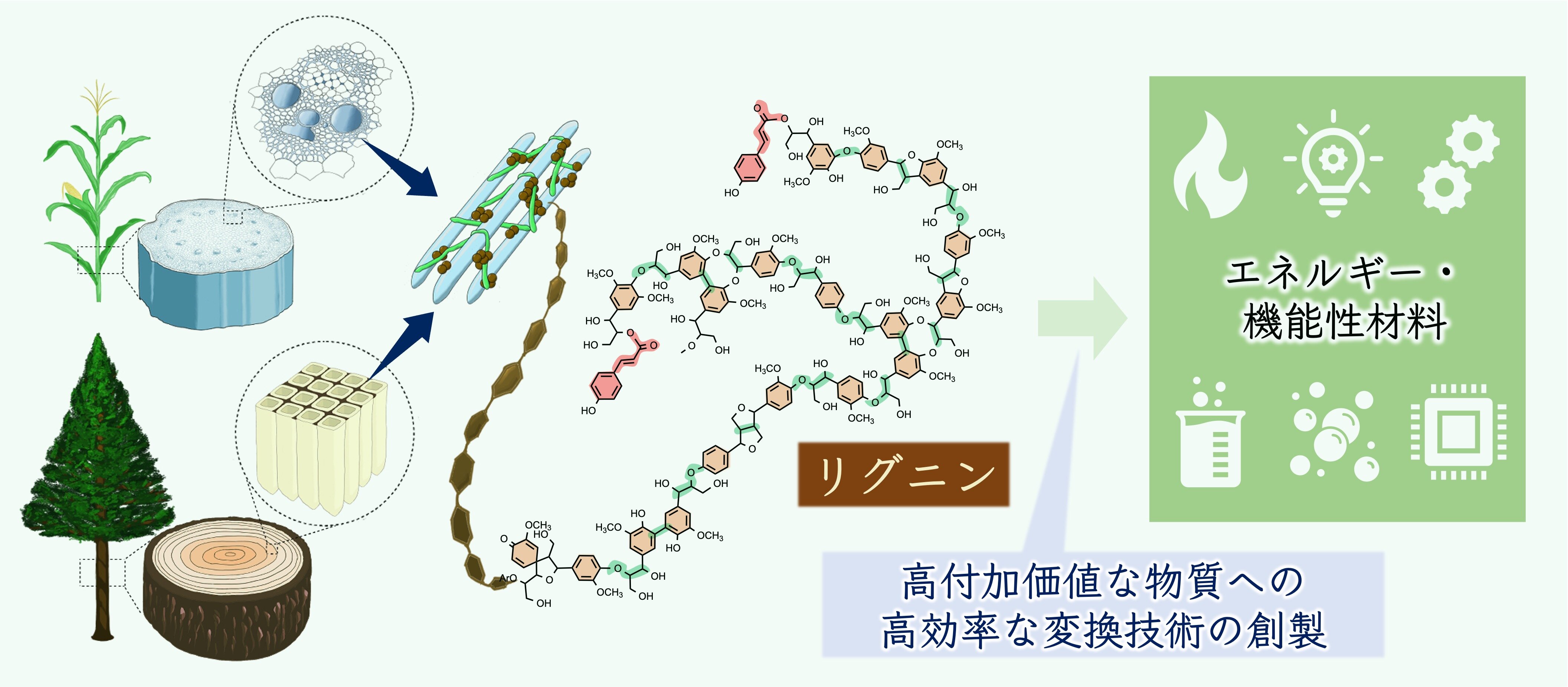 木質バイオマス変換