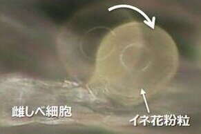 植物細胞システム計測学