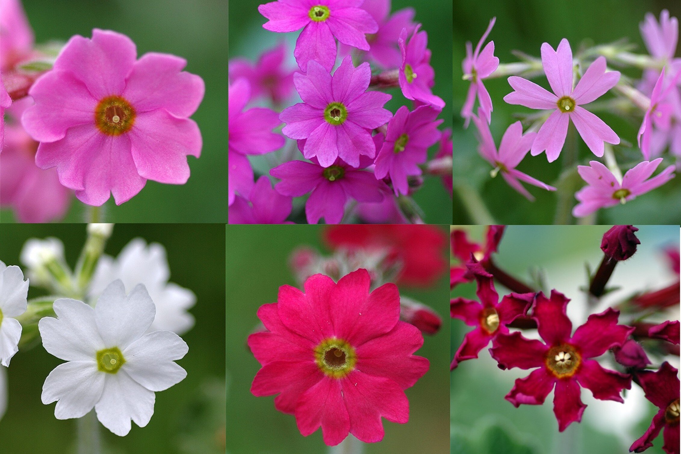 蔬菜花卉学