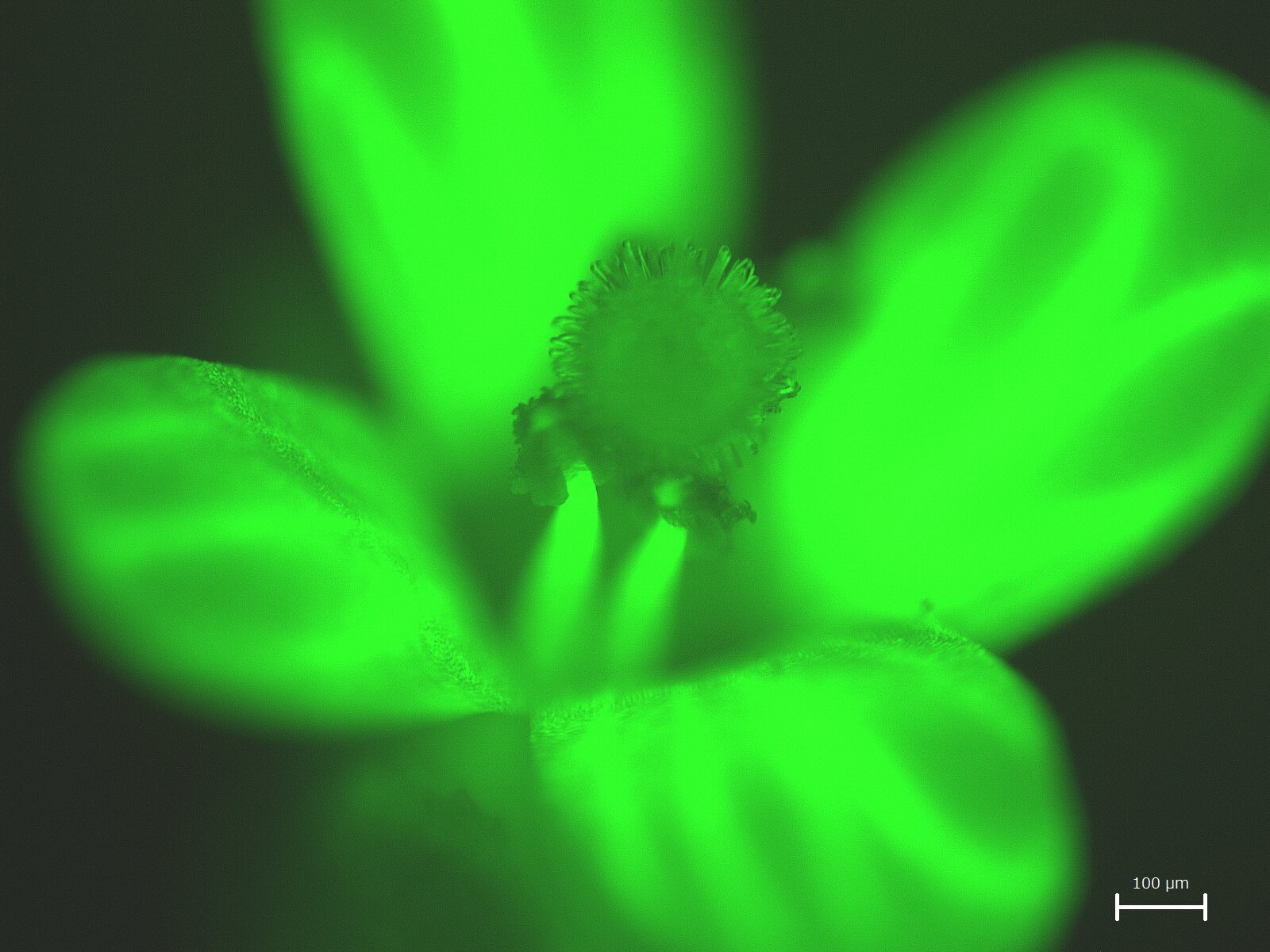 分子生物資源学