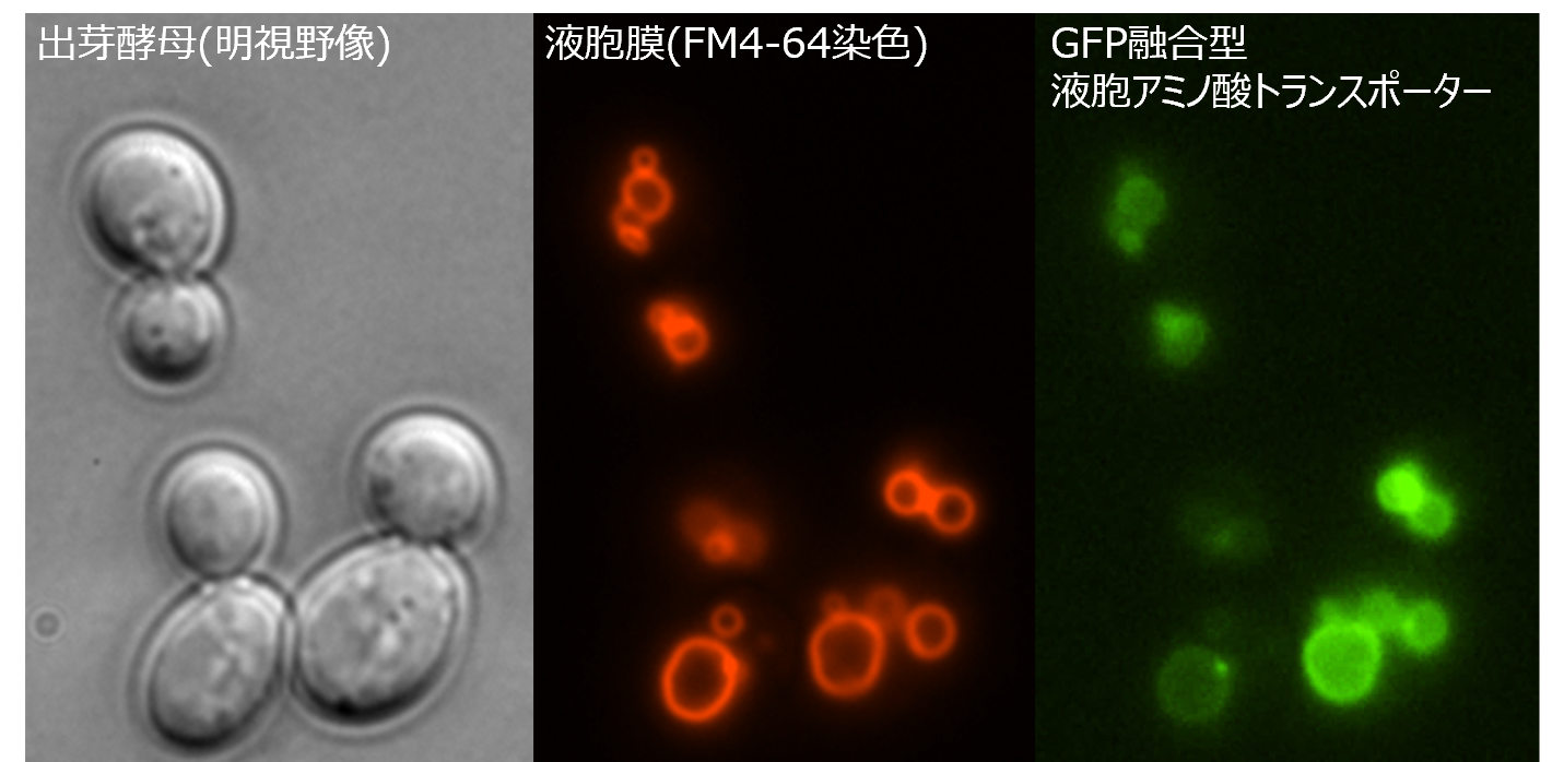 遺伝子制御工学