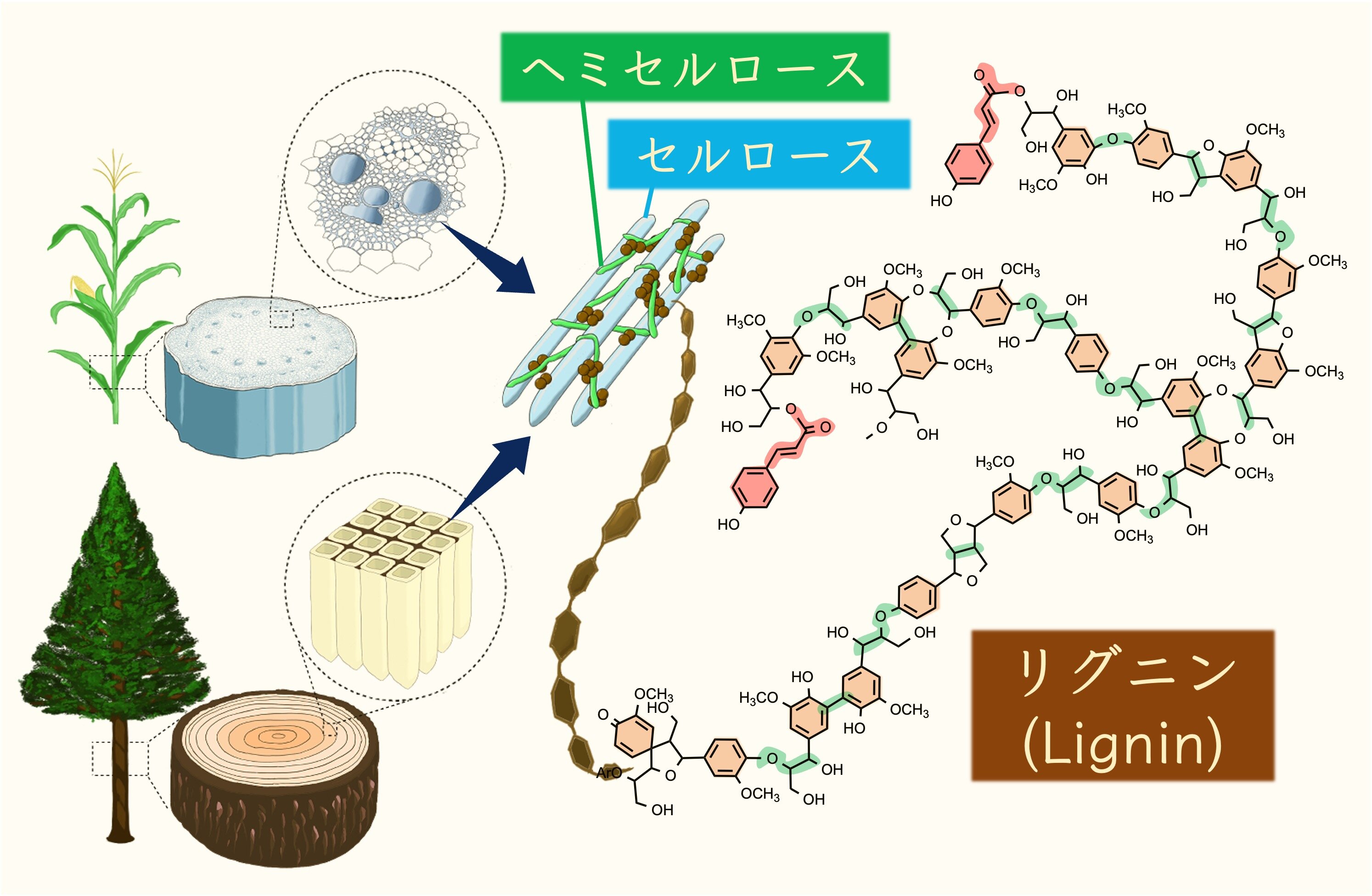 木質バイオマス変換