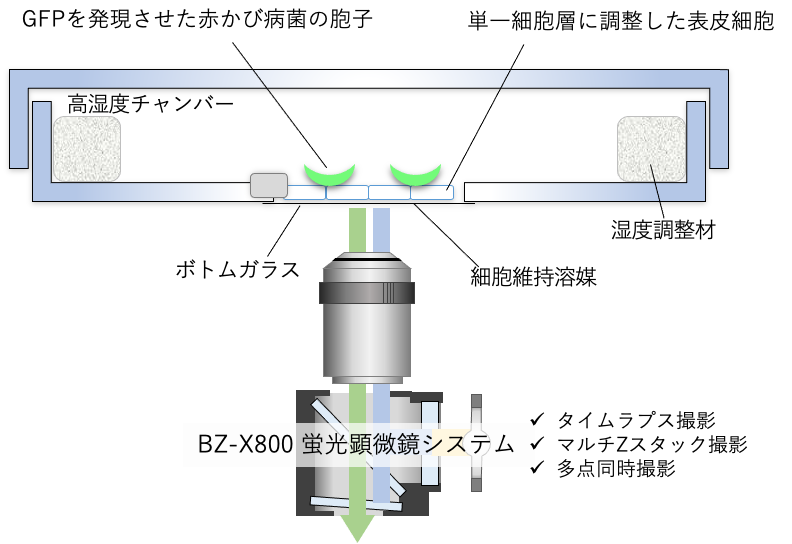 https://www.agr.ehime-u.ac.jp/information/2021/03/17/cc725f1b525d466b9a4351623c804a7a2490558b.png