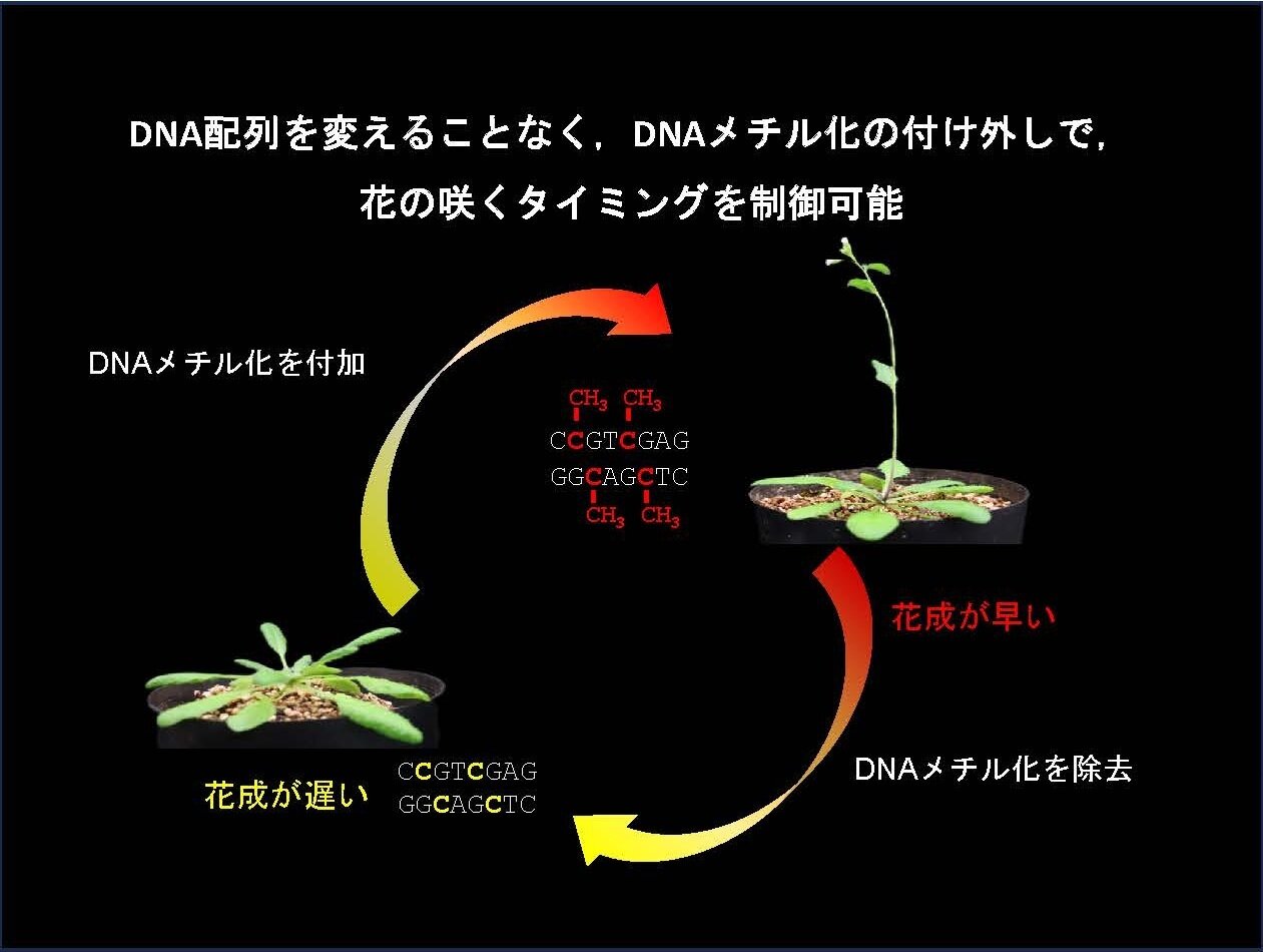 HP20260620-図.jpg