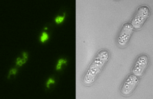 緑色蛍光タンパク質（GFP）融合型Vsb1（左図）を発現させた分裂酵母の顕微鏡写真.pngのサムネイル画像